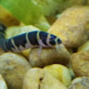 Meet your Posher, Lance